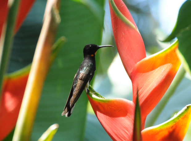 fauna 4
