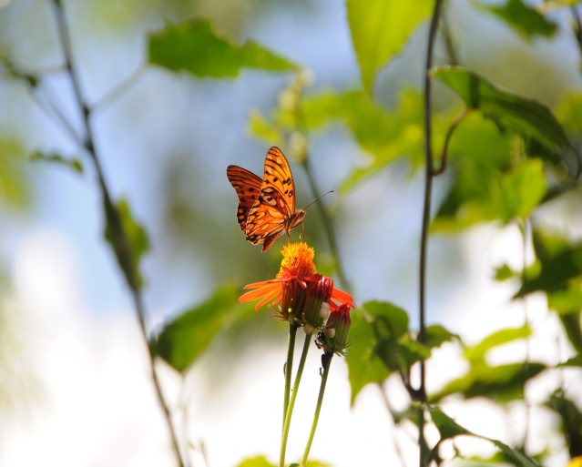 fauna 5