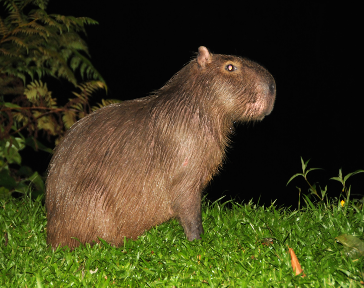 fauna 6